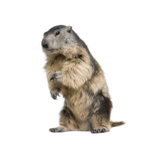 Groundhog identification in the Mississippi gulf coast; Southern Pest Control