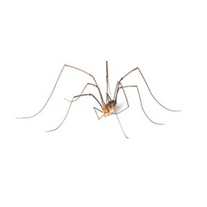 Daddy long legs Spider identification in the Mississippi gulf coast; Southern Pest Control