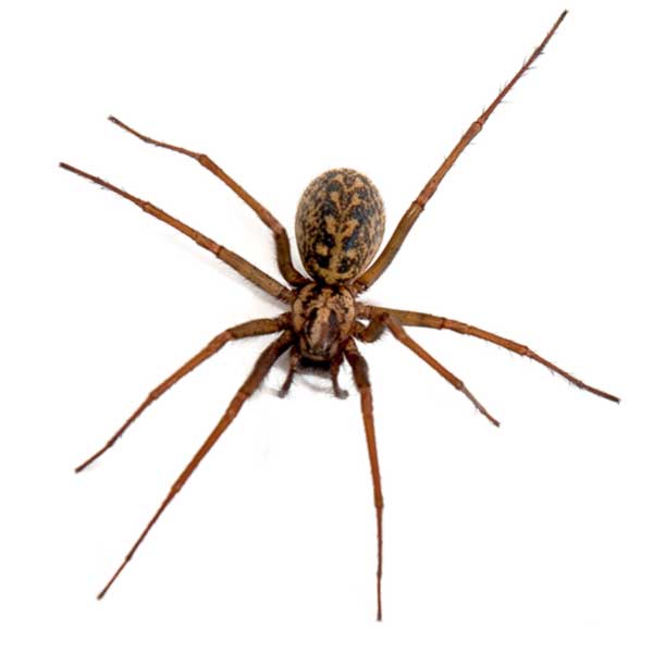 Spider identification in the Mississippi gulf coast; Southern Pest Control
