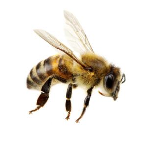 Honey Bee identification in the Mississippi gulf coast; Southern Pest Control