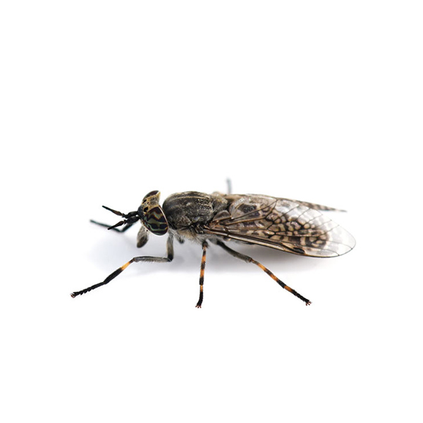 Horse Fly identification in the Mississippi gulf coast; Southern Pest Control