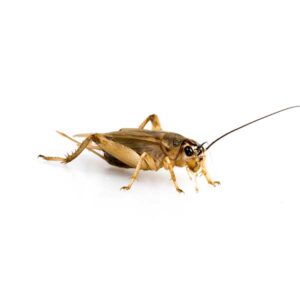 Cricket identification in the Mississippi gulf coast; Southern Pest Control