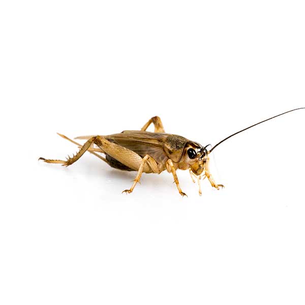 Cricket identification in the Mississippi gulf coast; Southern Pest Control