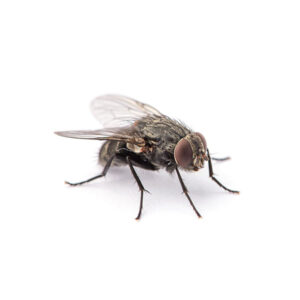 House Fly identification in the Mississippi gulf coast; Southern Pest Control