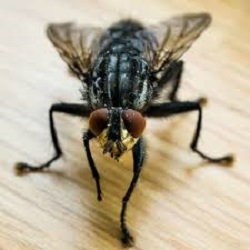 Housefly on counter in the Mississippi gulf coast; Southern Pest Control