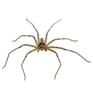 Huntsman Spider identification in the Mississippi gulf coast; Southern Pest Control