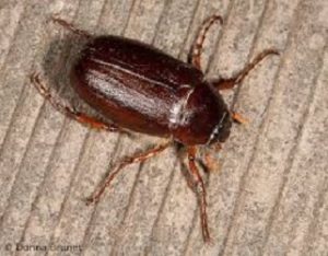 June bug on wood floor in the Mississippi gulf coast; Southern Pest Control