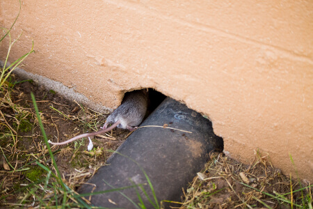 Keep Rodents Out of Your Home in the Mississippi gulf coast; Southern Pest Control