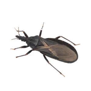 Kissing bug identification in the Mississippi gulf coast; Southern Pest Control