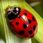 Ladybug on blades of grass in the Mississippi gulf coast; Southern Pest Control