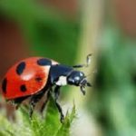 Ladybug in yard in the Mississippi gulf coast; Southern Pest Control