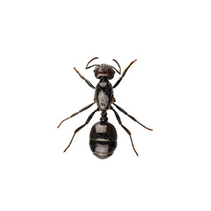 Black Ant identification in the Mississippi gulf coast; Southern Pest Control