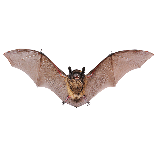 Bat identification in the Mississippi gulf coast; Southern Pest Control
