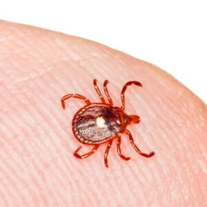 Tick identification in the Mississippi gulf coast; Southern Pest Control