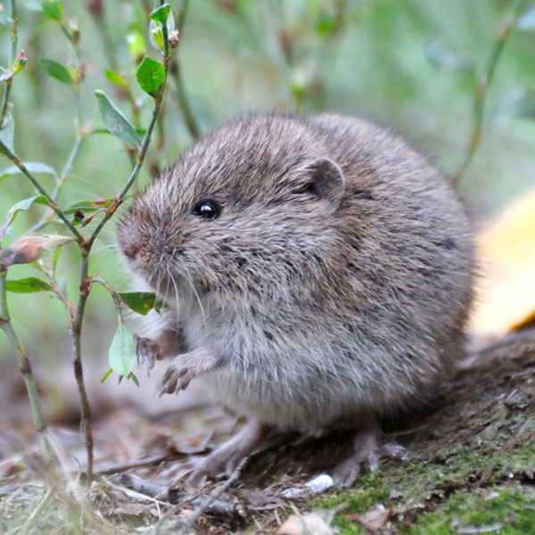 Vole identification in the Mississippi gulf coast; Southern Pest Control