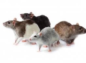 Mice Rats Squirrels