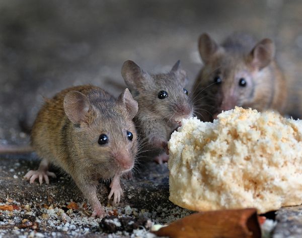 Mice attracted to food left on counter in the Mississippi gulf coast; Southern Pest Control