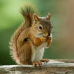 Nuisance Rodent in the Mississippi gulf coast; Southern Pest Control