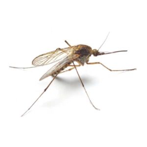 Mosquito identification in the Mississippi gulf coast; Southern Pest Control