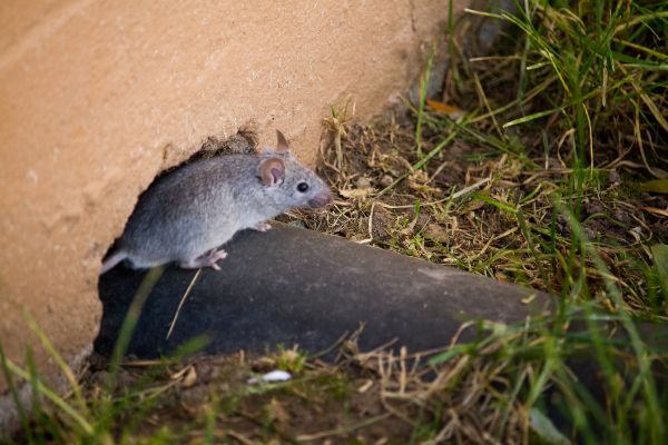 Mouse or rat? in the Mississippi gulf coast; Southern Pest Control