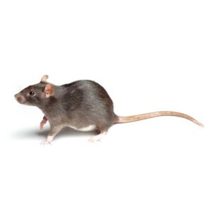 Rodent identification in the Mississippi gulf coast; Southern Pest Control