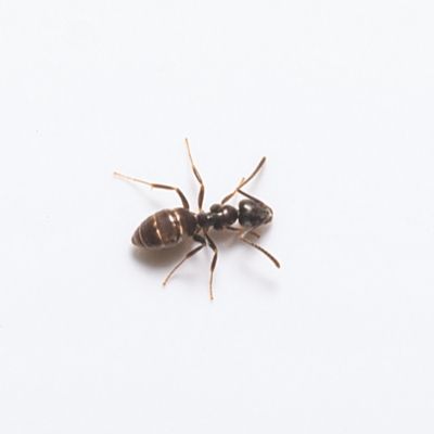 Odorous Ant identification in the Mississippi gulf coast; Southern Pest Control