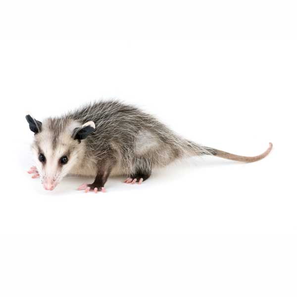 Opossum identification in the Mississippi gulf coast; Southern Pest Control