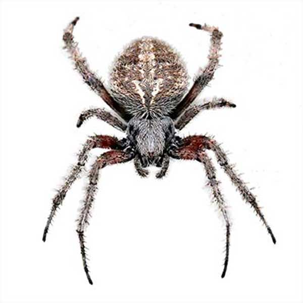 Orb Weaver identification in the Mississippi gulf coast; Southern Pest Control