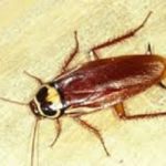 Palmetto Bug Flying Roach in the Mississippi gulf coast; Southern Pest Control