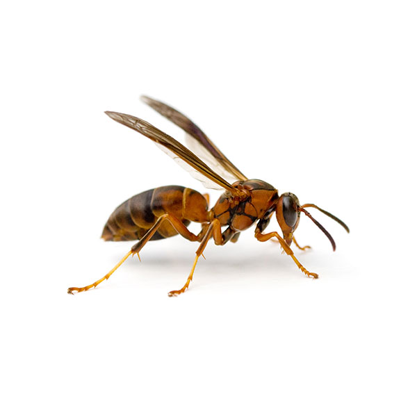 Paper wasp identification in the Mississippi gulf coast; Southern Pest Control