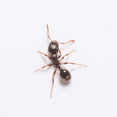 Pavement Ant identification in the Mississippi gulf coast; Southern Pest Control