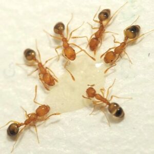 Pharaoh Ant identification in the Mississippi gulf coast; Southern Pest Control