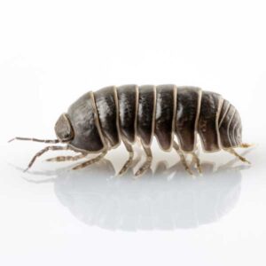 Pillbug identification in the Mississippi gulf coast; Southern Pest Control