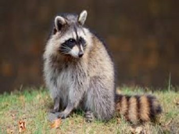 Raccoon in yard in the Mississippi gulf coast; Southern Pest Control