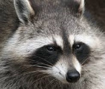 Closeup of Racoon Face in the Mississippi gulf coast; Southern Pest Control
