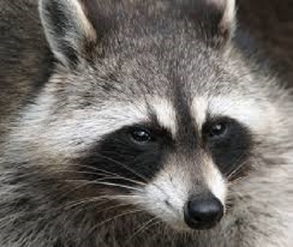 animal removal raccoons
