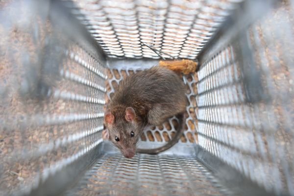 Rat trapped in cage in the Mississippi gulf coast; Southern Pest Control