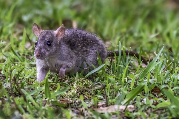 Rodent control in Mississippi in the Mississippi gulf coast; Southern Pest Control