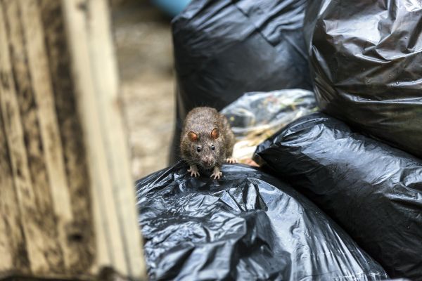 Rat Habitat in the Mississippi gulf coast; Southern Pest Control