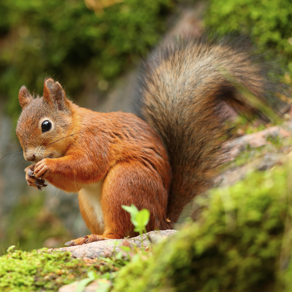 Red squirrel identification in the Mississippi gulf coast; Southern Pest Control