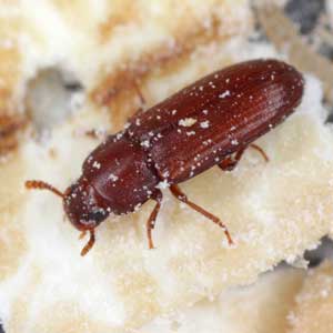 Red Flour Beetle identification in the Mississippi gulf coast; Southern Pest Control
