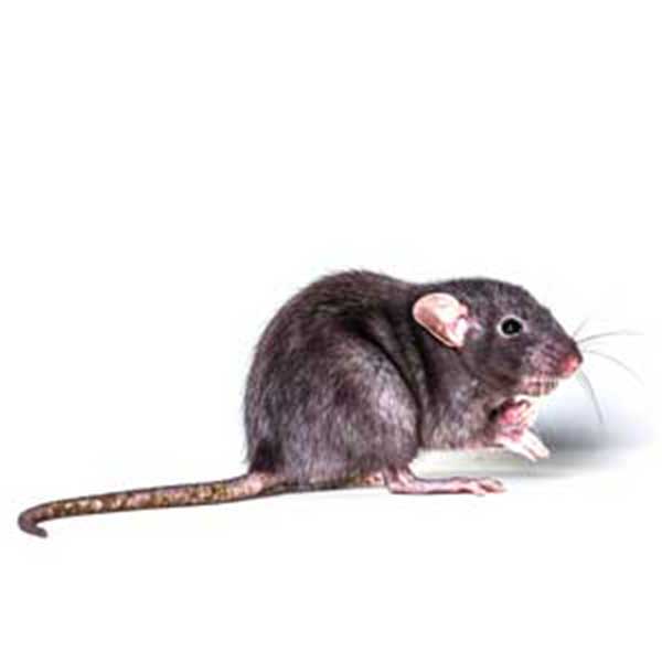 Rodent identification in the Mississippi gulf coast; Southern Pest Control