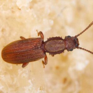 Sawtoothed Grain Beetle identification in the Mississippi gulf coast; Southern Pest Control