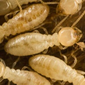 Termite identification in the Mississippi gulf coast; Southern Pest Control