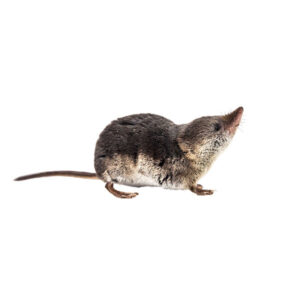 Shrew identification in the Mississippi gulf coast; Southern Pest Control