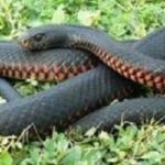 Black snake in yard in the Mississippi gulf coast; Southern Pest Control