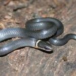 Snake in woods in the Mississippi gulf coast; Southern Pest Control