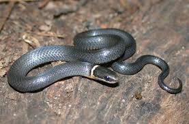 Snake in woods in the Mississippi gulf coast; Southern Pest Control