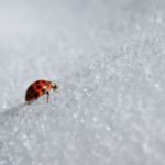 Bug crawling over snow in the Mississippi gulf coast; Southern Pest Control