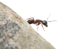 ant on home foundation in the Mississippi gulf coast; Southern Pest Control